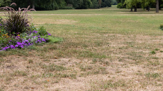 Verbrannter Rasen: Was tun? So erholt er sich wieder