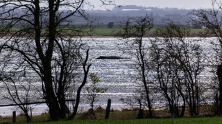 Gesundheitsgutachten zu gestrandetem Ostsee-Wal erwartet