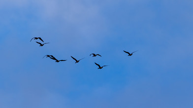 Vogelgrippe erreicht den Kreis Bergstraße: Welche Regeln gelten jetzt