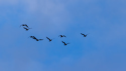 Vogelgrippe erreicht den Kreis Bergstraße: Welche Regeln gelten jetzt