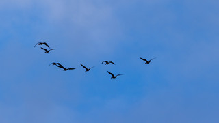 Vogelgrippe erreicht den Kreis Bergstraße: Welche Regeln gelten jetzt