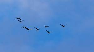 Vogelgrippe erreicht den Kreis Bergstraße: Welche Regeln gelten jetzt