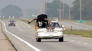 Polizei in Nebraska stoppt Auto mit Watussirind als Beifahrer