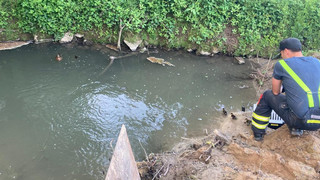 In Wassergraben gefangen: Polizei Wiesloch rettet sieben Entenküken
