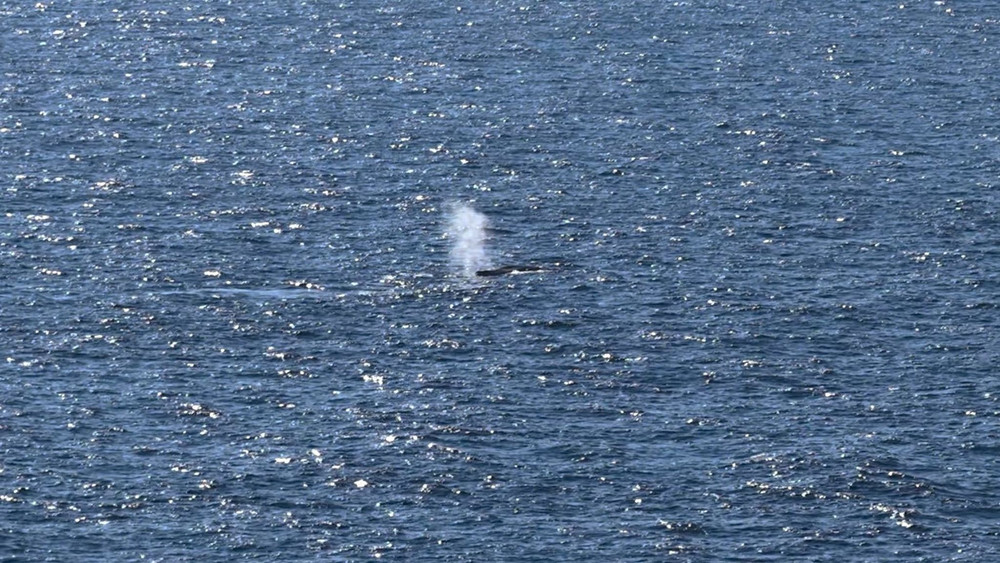 Der Buckelwal wurde Anfang Mai in der Nordsee freigesetzt