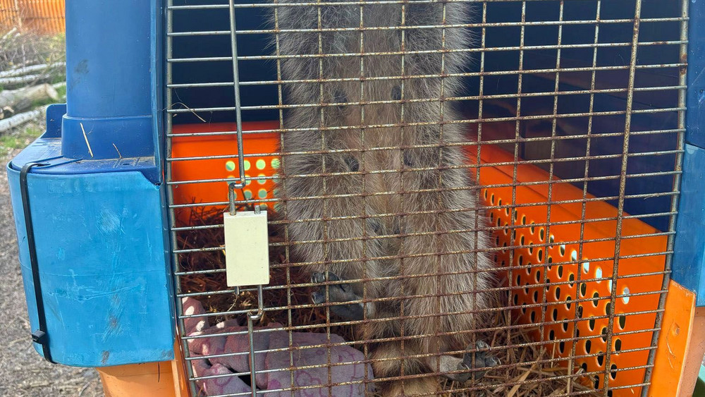 Waschbären-Nachwuchs im Osterhasen