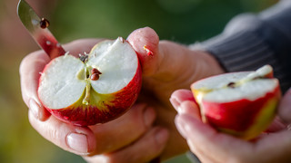 Büdinger ApfelArche bewahrt alte Apfelsorten vor dem Aussterben