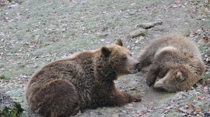 Winterruhe ist vorbei: Bären im Wildpark Knüll sind wieder wach