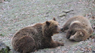 Winterruhe ist vorbei: Bären im Wildpark Knüll sind wieder wach