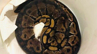 Königspython in Michelstädter Jugendcamp entdeckt