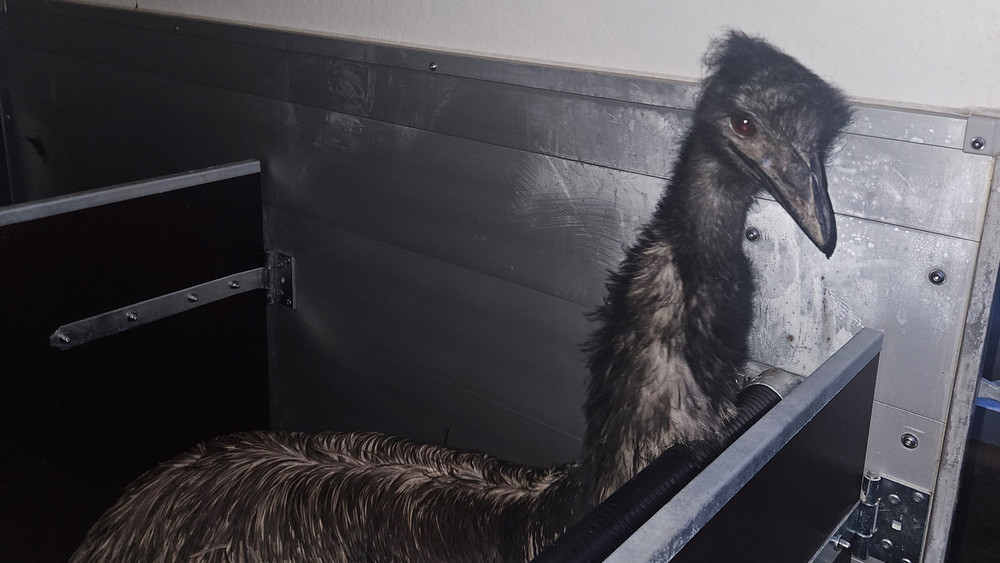 Dieses Emu wurde im Bereich des bayerischen Pflaumheims gesichtet. Jetzt sucht die Polizei nach dem Eigentümer des Laufvogels.