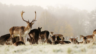 Etwa 40 Hirsche aus Wildgehege in Mainhausen-Zellhausen ausgebrochen