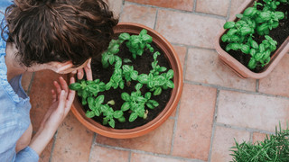 Pflanzen-Profi gibt Tipps: So machst du deinen Garten fit