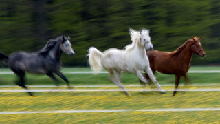 Pferde im Galopp auf der A66: Polizisten als Cowboys unterwegs