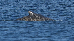 Befreiter Buckelwal wieder gestrandet