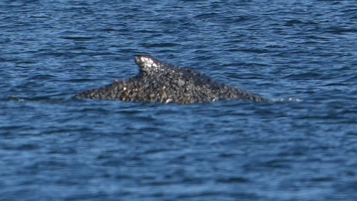 Befreiter Buckelwal wieder gestrandet