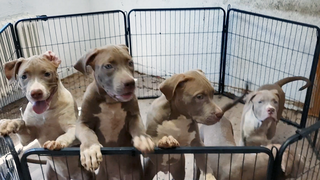 Acht Welpen in Wiesbaden sichergestellt - "Raum war völlig überhitzt"
