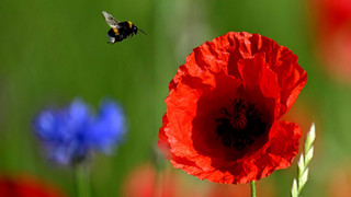 Das Pfingst-Wetter für Hessen - schön