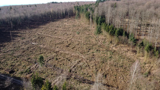 Windpark Reinhardswald: Rodung kann teilweise weitergehen