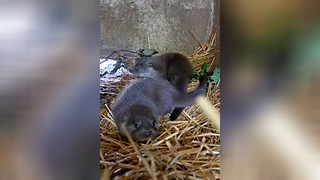 Wildtierpark Edersee: Süßer Nachwuchs bei den Fischottern