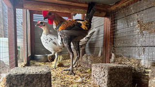 Zehn Kampfhähne in Modautal ausgesetzt