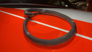 "Giftschlange" in Wiesbaden entpuppt sich als Gummischlange