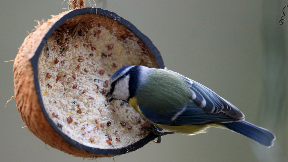 Blaumeise an einer mit Futter gefüllten Kokosnusshälfte