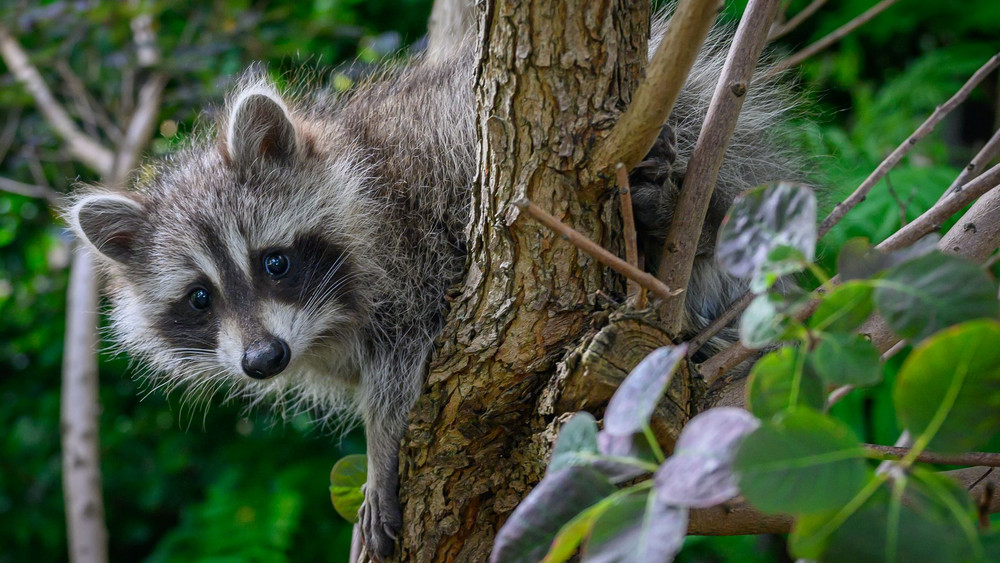 Waschbär