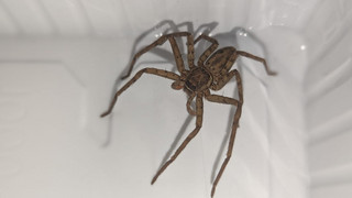 Riesenschreck in Weinheim - Bananenspinne im Supermarkt entdeckt