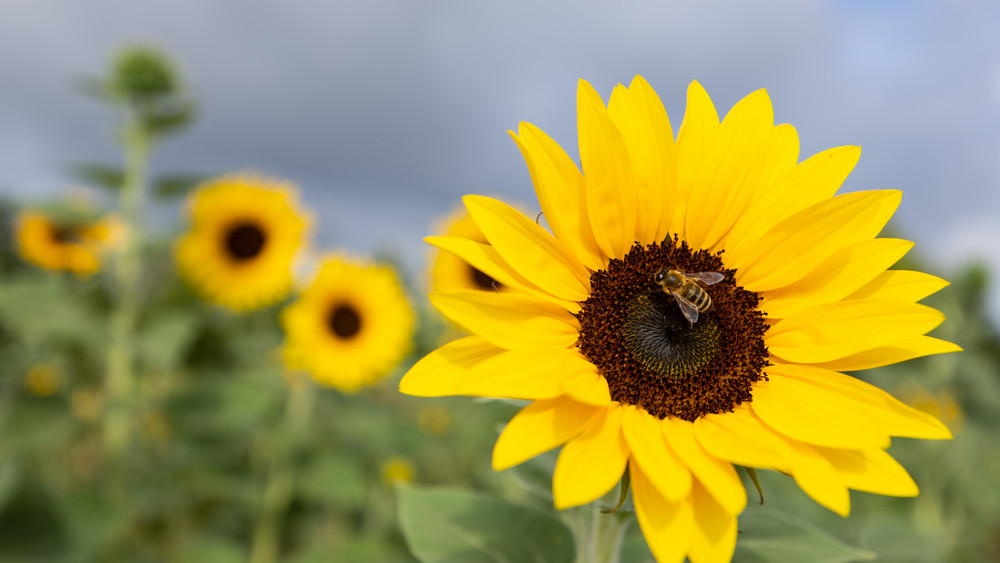 Nicht nur Ostern steht vor der Tür, auch der Frühling kommt so langsam durch. Der wird spätestens durch Frühjahrsmärkte wie in Idstein oder Eiterfeld eingeläutet.