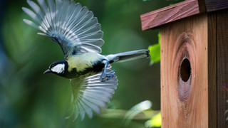 NABU rät: Jetzt Nistkästen aufhängen