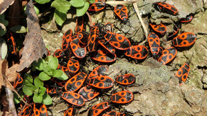 Feuerwanzen: Das musst du über Feuerwanzen wissen