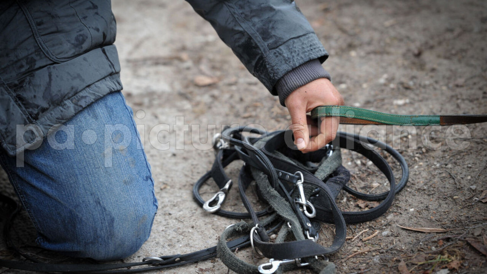 Erfolg im Kampf gegen die Schweinepest - unter anderem kann die Leinenpflicht für Hunde laut hessischem Landwirtschaftsministerium gelockert werden (Symbolbild).