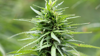 Nutzhanf-Startup in Fulda vor Gericht freigesprochen