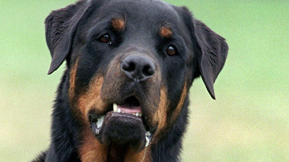 Ein 16-Jähriger aus Bischoffen ist in Mittenaar von einem Hund gebissen worden (Symbolbild).