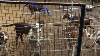 Frankfurter Ordnungsamt stoppt Hundewelpen-Handel
