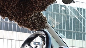 Besonderer Imkereinsatz: 5000 Bienen nisteten in Auto