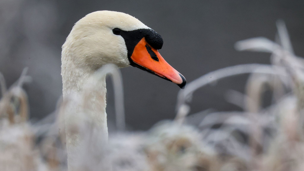 Schwan