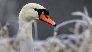Rettungsaktion bei Mainz: Schwan hat Angelhaken im Schnabel