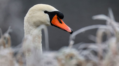 Rettungsaktion bei Mainz: Schwan hat Angelhaken im Schnabel