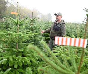 Vor der Weihnachtsbaum-Saison 2026: So werden die Preise