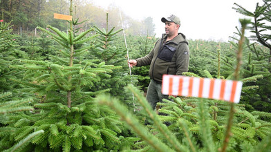Vor der Weihnachtsbaum-Saison 2026: So werden die Preise