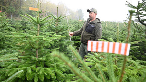 Vor der Weihnachtsbaum-Saison 2026: So werden die Preise