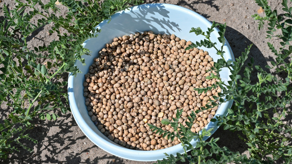 Eine Schüssel mit Kichererbsen steht auf einem Feld der Agrargenossenschaft Trebbin in Brandenburg