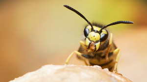 So wirst du Wespen los: Wasser und Obst