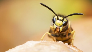 So wirst du Wespen los: Wasser und Obst