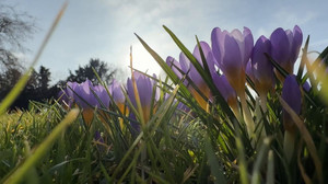 Bis 20 Grad und Sonne: Am Mittwoch kommt der Frühling