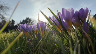 Bis 20 Grad und Sonne: Am Mittwoch kommt der Frühling