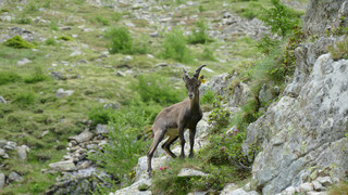 In Heppenheim betäubt und gefangen: Ausgebüxter Steinbock wieder da