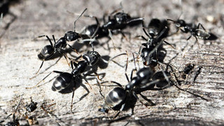 Invasive Ameisen besetzen Darmstadt und bedrohen Natur